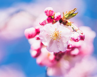Cherryblossom2022 (6)