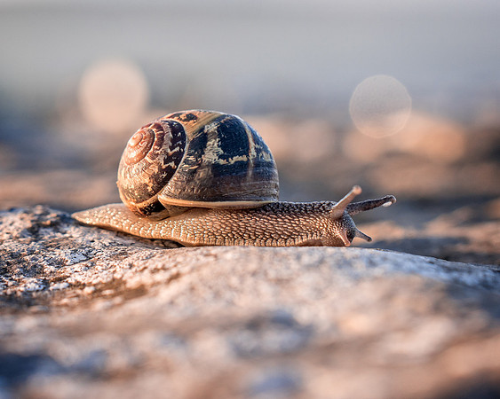 Snail