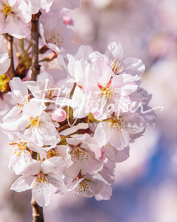 Cherryblossom2022 (7)