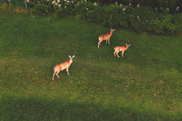 DJI_0015-Edit