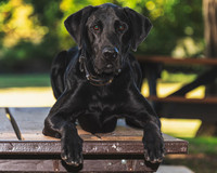 Buster (9)