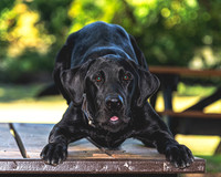 Buster (10)