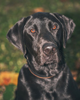 Buster (11)