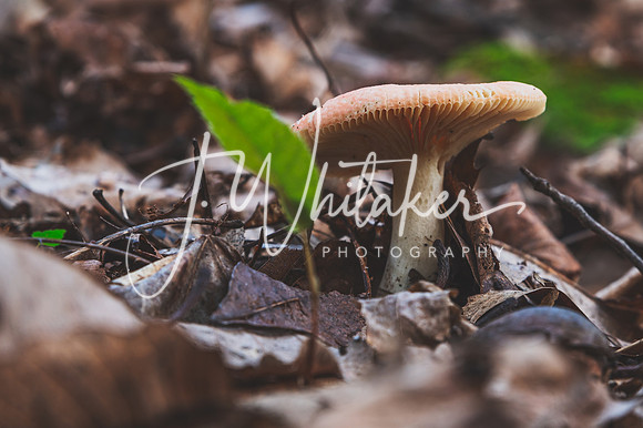 DSC_7374-Edit