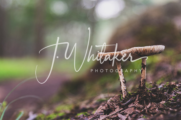 DSC_7366-Edit