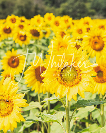 Sunflowers2020 (16)