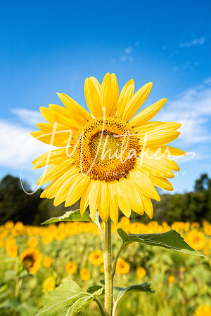 Sunflowers2020 (5)