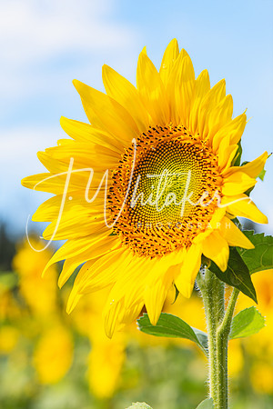 Sunflowers2020 (13)
