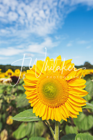 Sunflowers2020 (1)