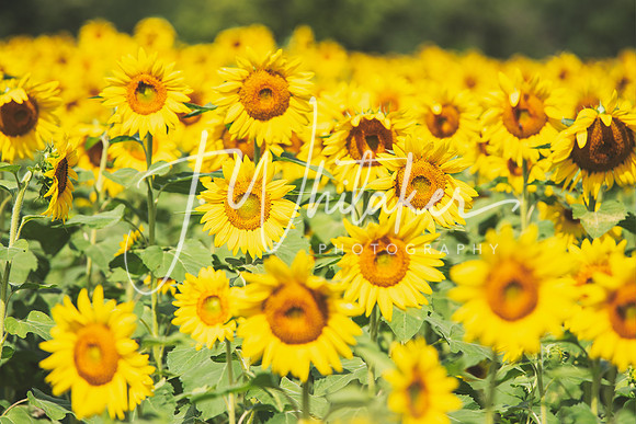 Sunflowers2020 (11)