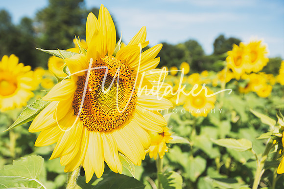 Sunflowers2020 (6)