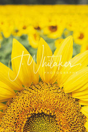 Sunflowers2020 (19)