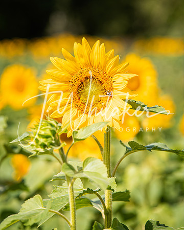 Sunflowers2020 (10)
