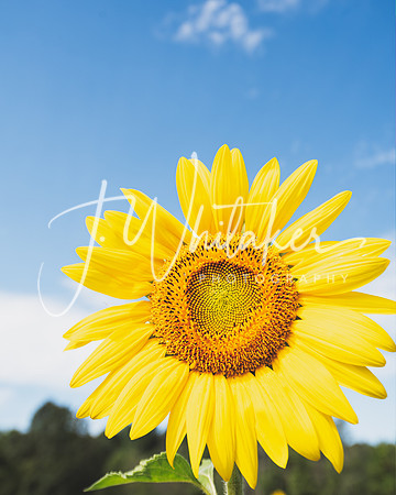 Sunflowers2020 (4)