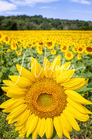 Sunflowers2020 (18)