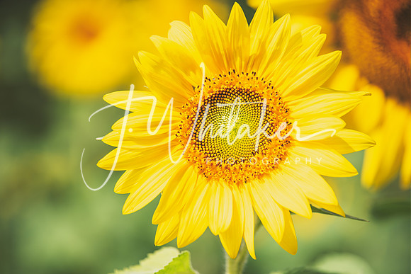 Sunflowers2020 (8)