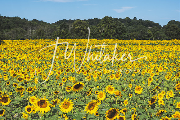 Sunflowers2020 (20)