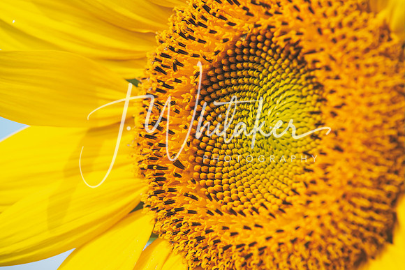 Sunflowers2020 (14)