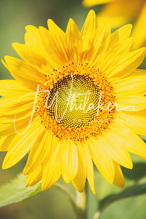 Sunflowers2020 (7)