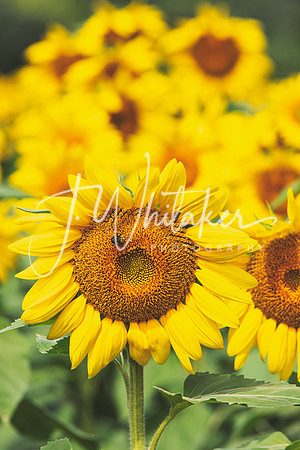 Sunflowers2020 (12)