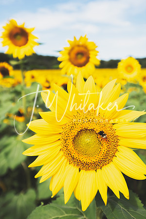 Sunflowers2020 (2)