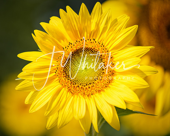 Sunflowers2020 (9)