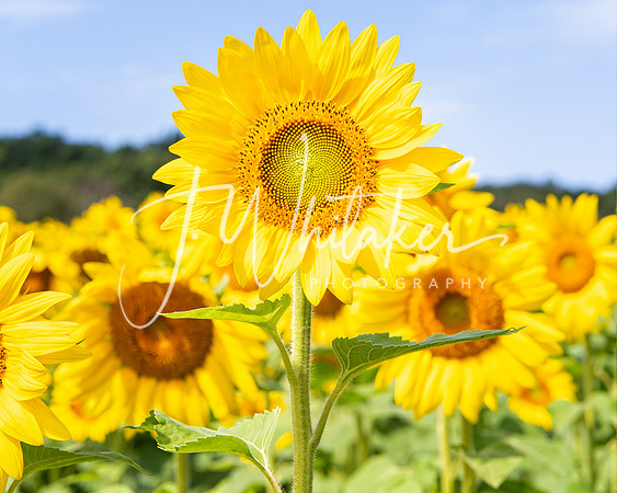 Sunflowers2020 (17)