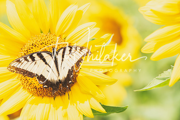 Sunflowers2020 (15)