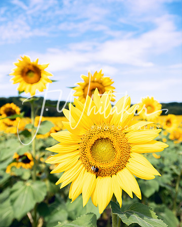 Sunflowers2020 (3)