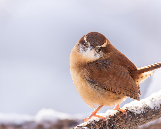 Carolina Wren 5