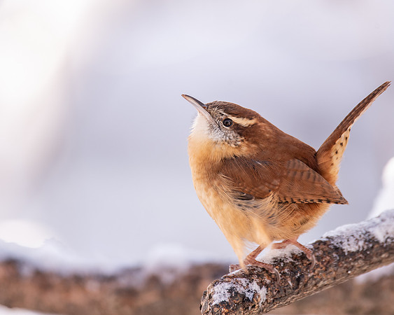 Carolina Wren 3