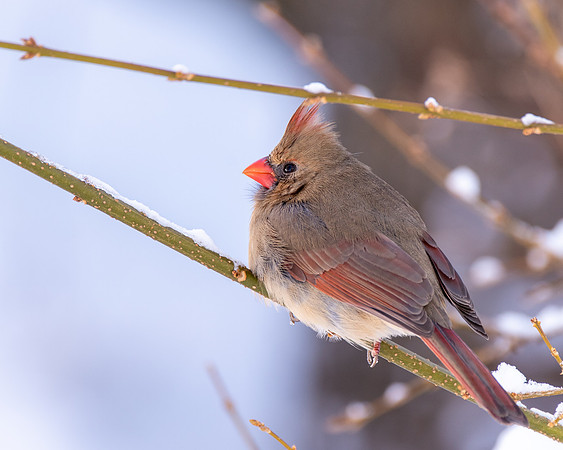 Female Cardinal 2