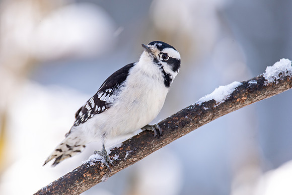 Downy Woodpecker