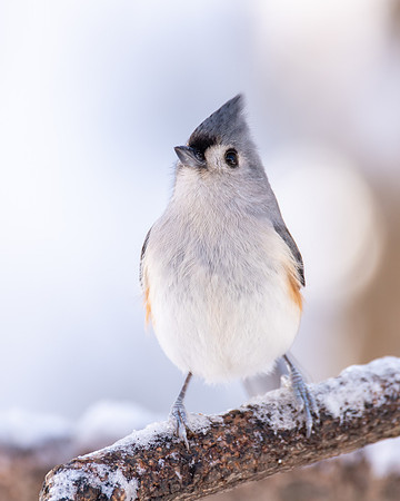 Tufted Titmouse 4