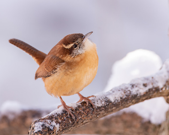Carolina Wren 2