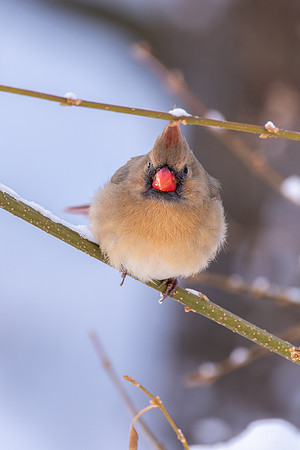 Female Cardinal 3