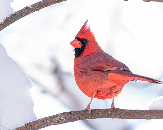 Male Cardinal 2
