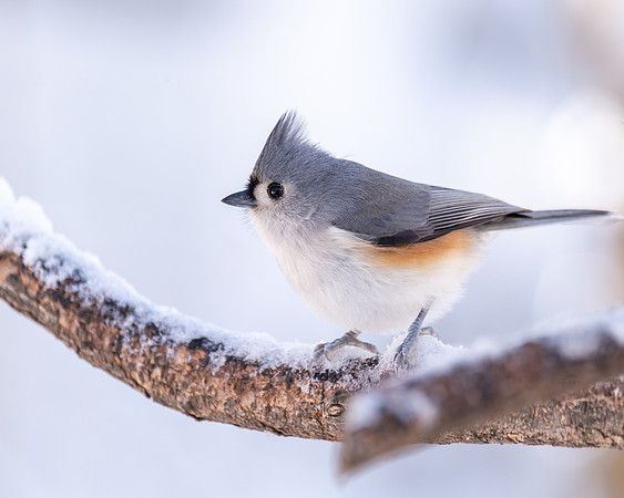 Tufted Titmouse
