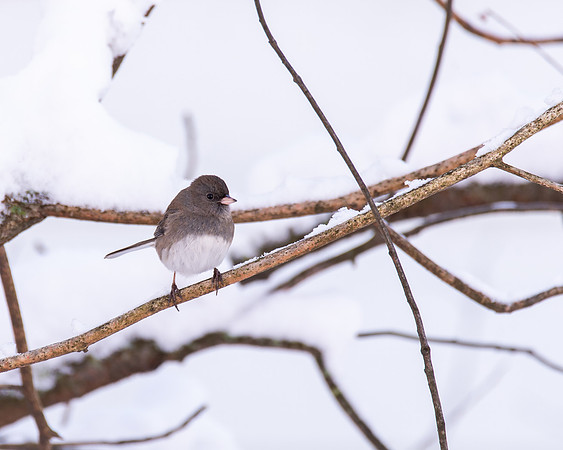 Dark Eyed Junco