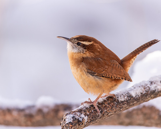 Carolina Wren