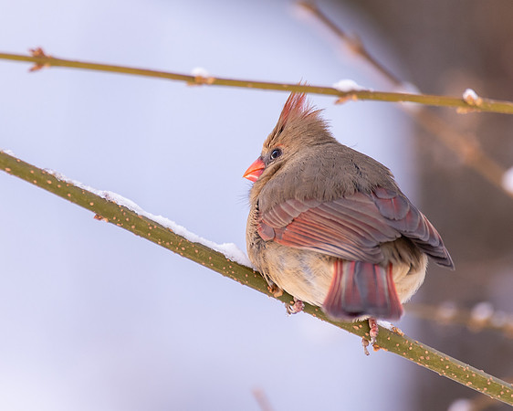 Female Cardinal