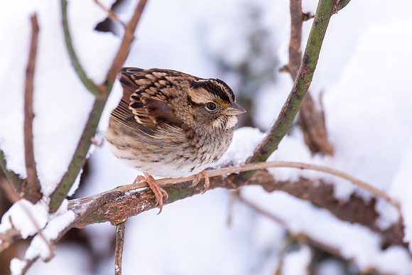 White Throated Sparrow