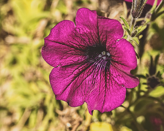 Petunia