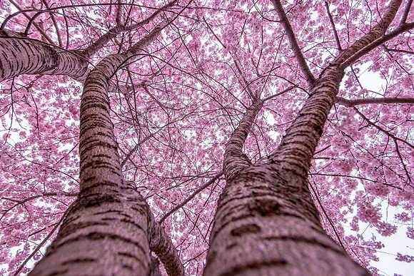 Cherry Blossoms