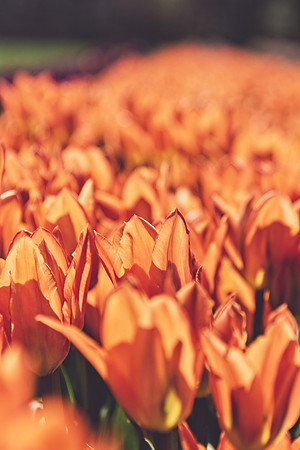 Tulips at Holland Ridge Farms