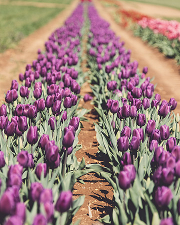 Tulips 4