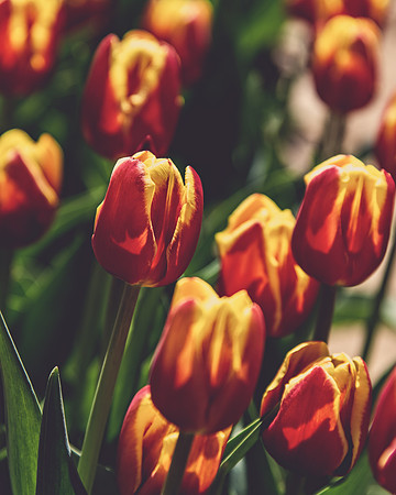 Tulips 3
