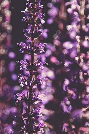 Salvia