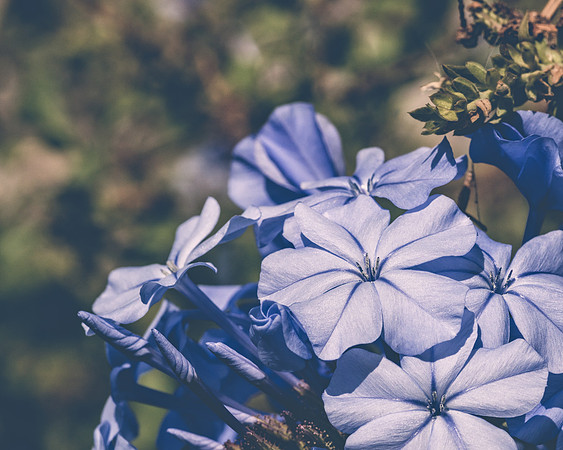 Plumbago