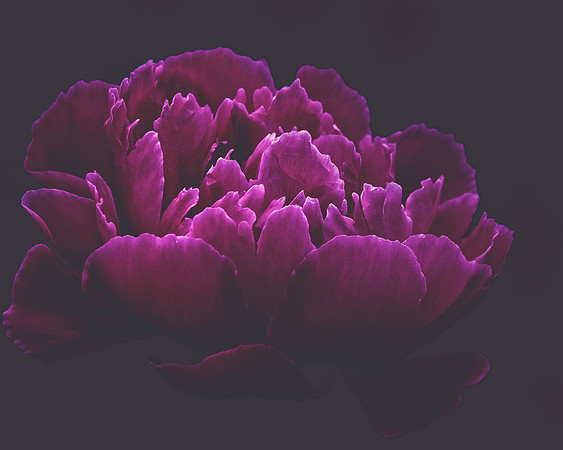Peony